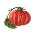 Tomaten