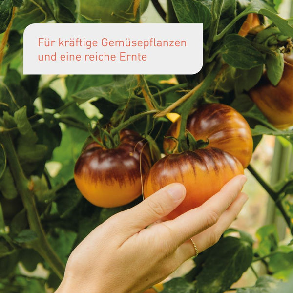 Tomaten-Flüssigdünger für eine reiche Ernte