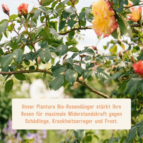 Wirkung des Plantura Rosendüngers