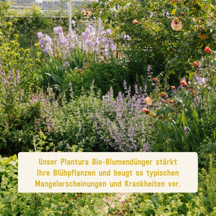 Plantura Bio-Blumendünger Wirkung