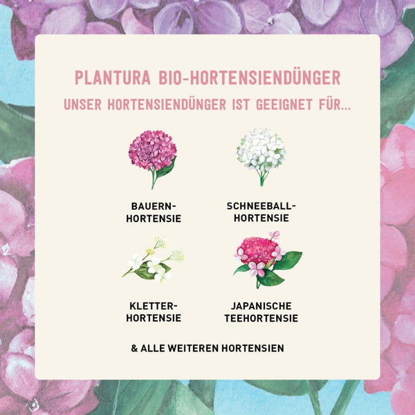 Bio-Dünger für Hortensien