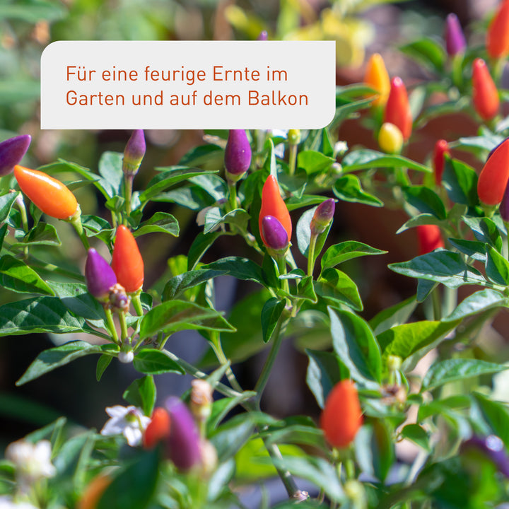 Ernte des Bio-Chili-Saatguts