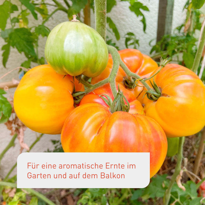 Ernte der Bio-Tomatensamen