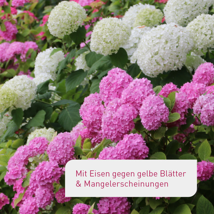 Bio-Hortensien- & Rhododendrondünger / 800 ml