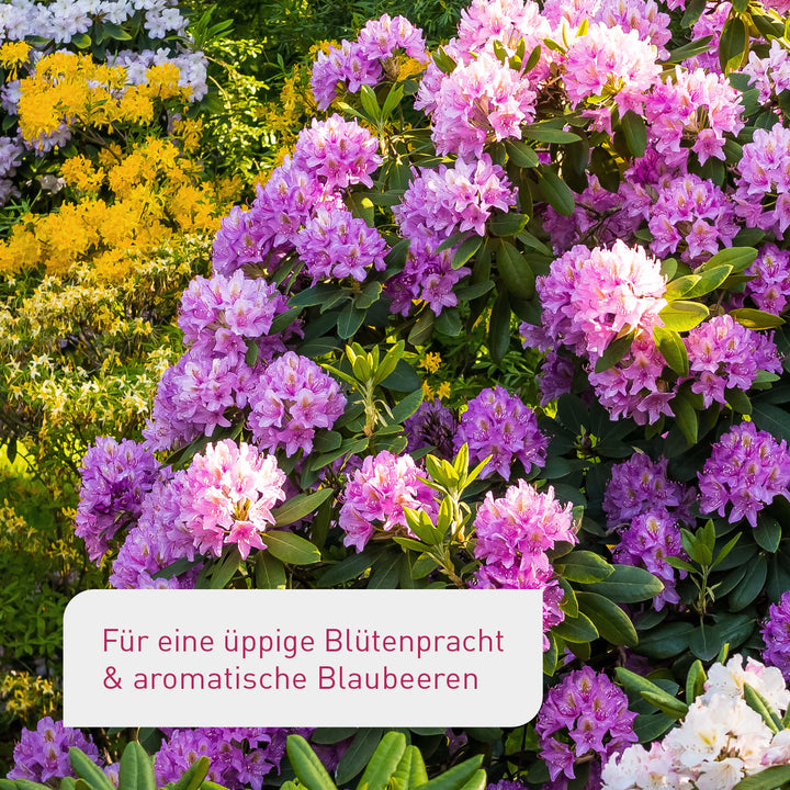 Bio-Hortensien- & Rhododendrondünger / 800 ml