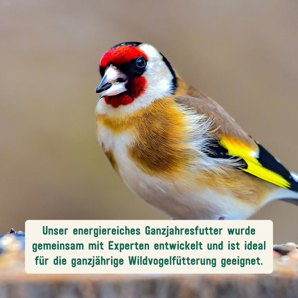 Wildvogelfutter als Ganzjahresfutter