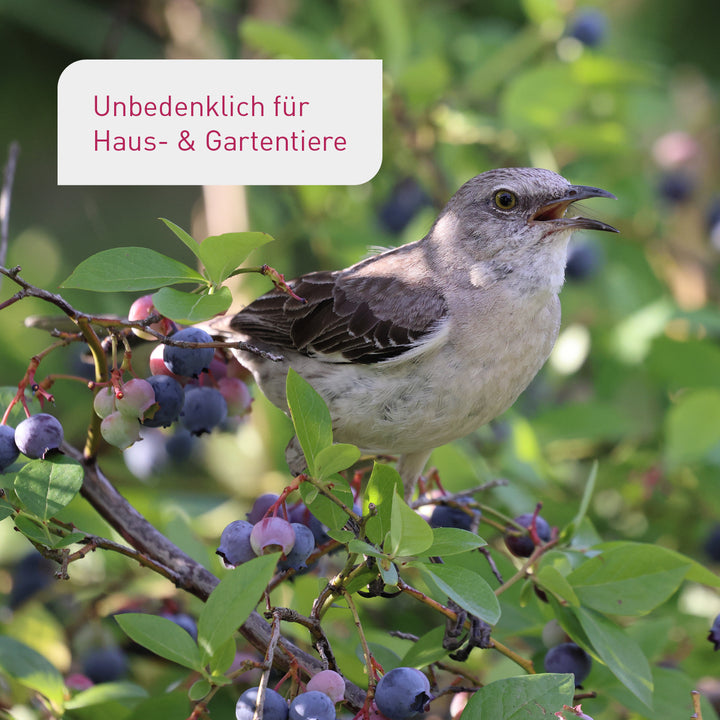 Bio-Hortensien- & Rhododendrondünger / 800 ml