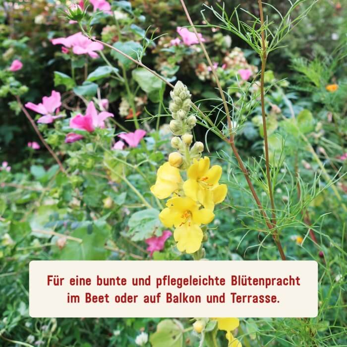 Insekten-Blumensamen von Plantura