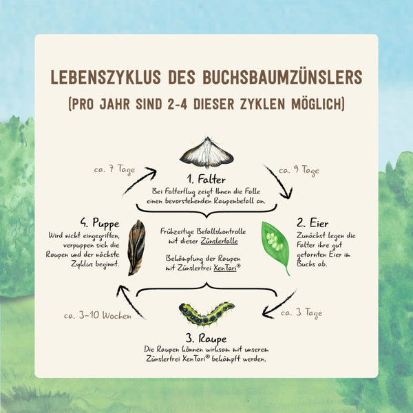 Lebenszyklus des Buchsbaumzünslers