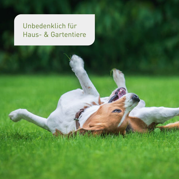 Rasen-Nachsaat von Plantura unbedenklich für Tiere