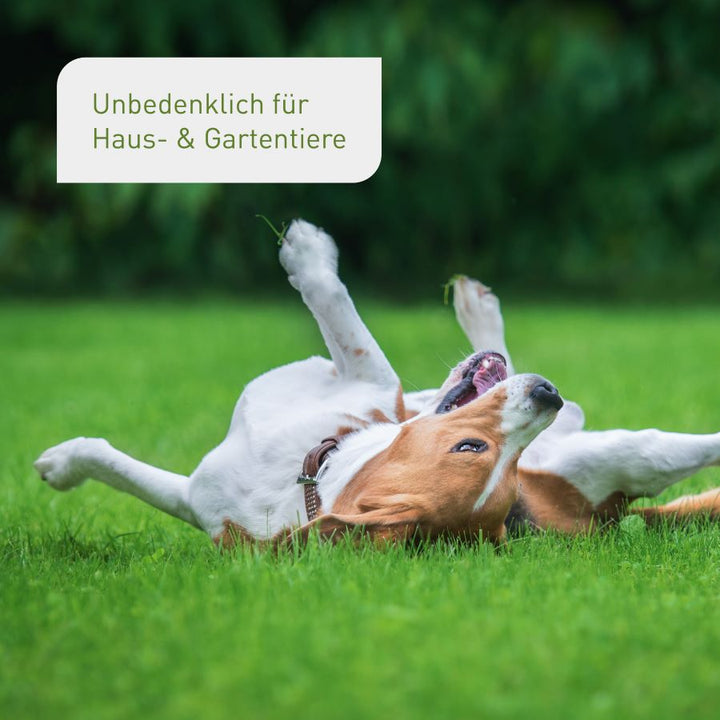 Rasen-Nachsaat von Plantura unbedenklich für Tiere