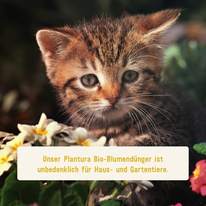 Bio-Blumendünger von Plantura unbedenklich für Haus- und Gartentiere