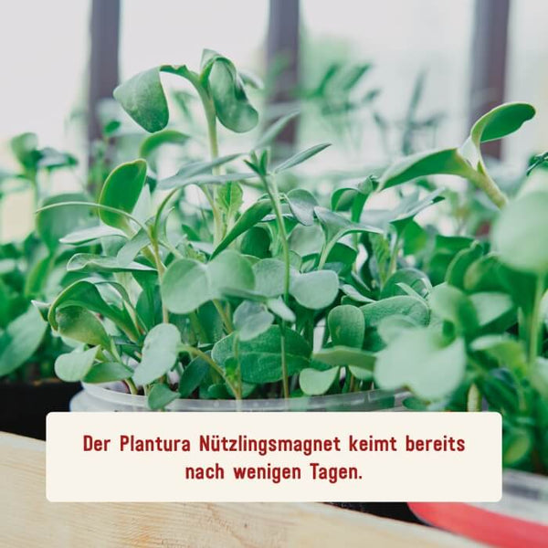 Schnellkeimendes Saatgut von Plantura für eine Nützlingswiese
