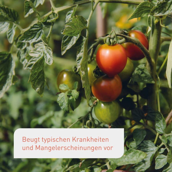Flüssiger Bio-Tomatendünger