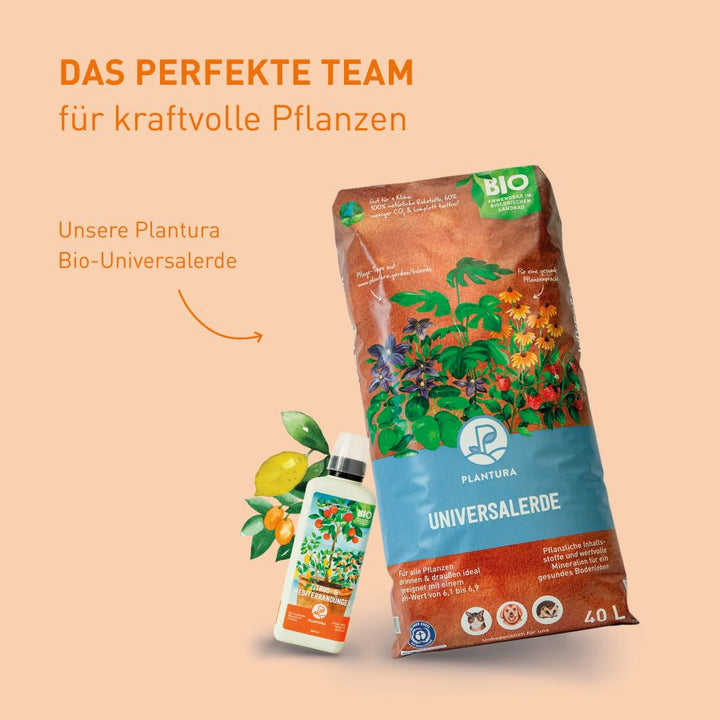 Pflege mediterraner Pflanzen mit Plantura Dünger und Erde