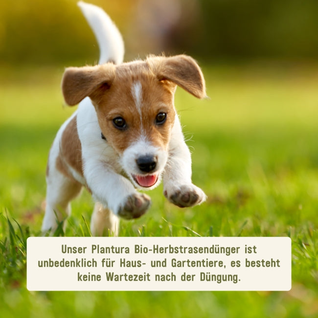 Plantura Bio-Herbstrasendünger für Haus- und Gartentiere unbedenklich