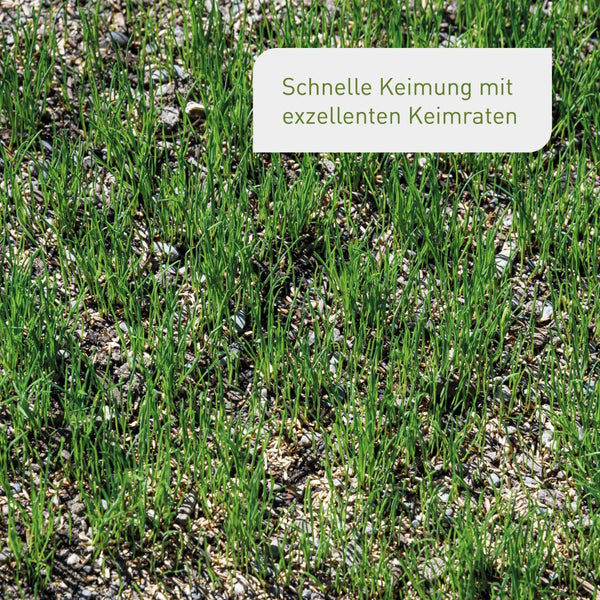 Plantura Nachsaat mit exzellenten Keimraten