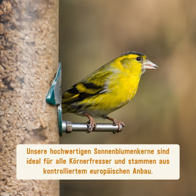 Sonnenblumenkerne in Premium-Qualität