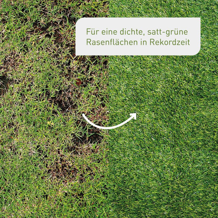Vorher-Nachher-Vergleich der Rasen-Nachsaat