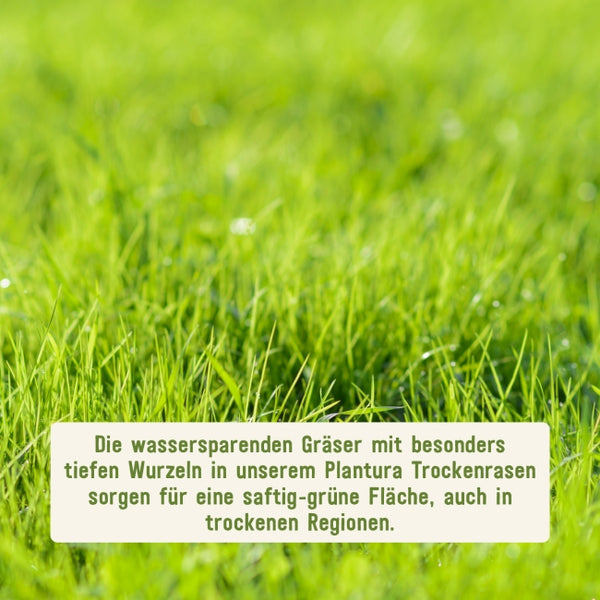 Tiefwurzelnde Plantura Rasensamen
