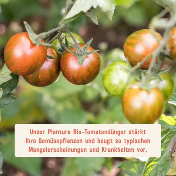 Wirkung des Plantura Tomatendüngers