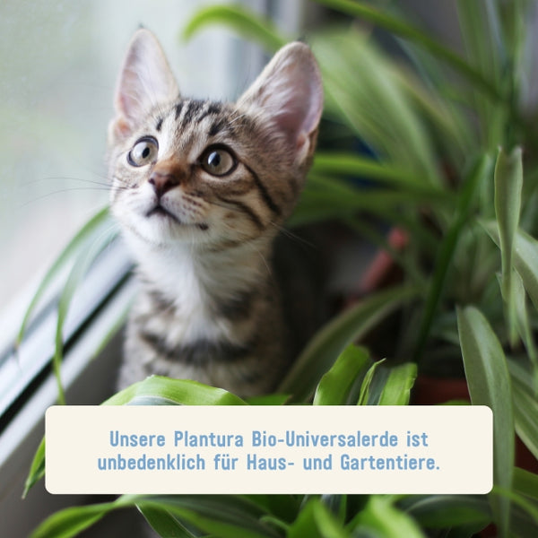 Bio-Universalerde von Plantura unbedenklich für Haustiere
