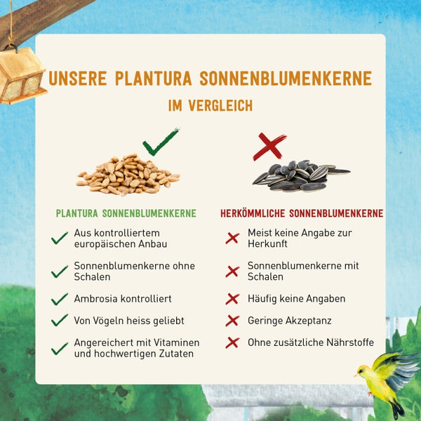 Vergleich von Sonnenblumenkernen als Vogelfutter