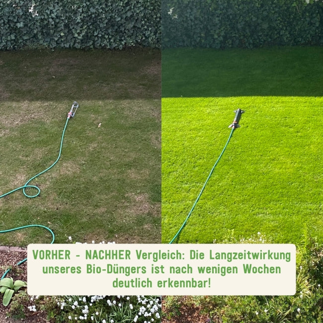 Vorher und nachher Bio-Rasendünger